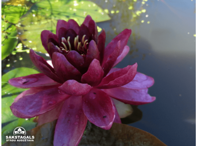 Nymphaea   'Perry's Almost Black'
